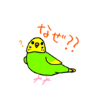 日常で使える手書きセキセイインコ（個別スタンプ：20）