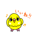 日常で使える手書きセキセイインコ（個別スタンプ：21）