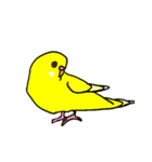 日常で使える手書きセキセイインコ（個別スタンプ：28）