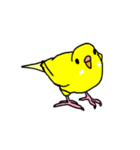 日常で使える手書きセキセイインコ（個別スタンプ：29）