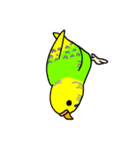 日常で使える手書きセキセイインコ（個別スタンプ：30）