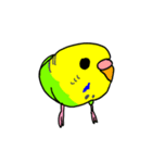 日常で使える手書きセキセイインコ（個別スタンプ：31）