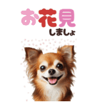 BIGスタンプ 年中使えるチワワ（個別スタンプ：12）