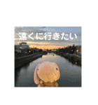 たんたんスタンプ⑧（個別スタンプ：8）
