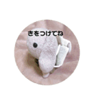 たんたんスタンプ⑧（個別スタンプ：16）