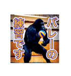 バレーボールが大好きな、ゴリラさん（個別スタンプ：3）