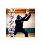 バレーボールが大好きな、ゴリラさん（個別スタンプ：12）
