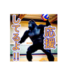 バレーボールが大好きな、ゴリラさん（個別スタンプ：24）