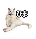 ズボラ主婦家のニャンズ（個別スタンプ：2）