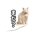 ズボラ主婦家のニャンズ（個別スタンプ：5）