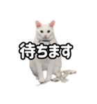 ズボラ主婦家のニャンズ（個別スタンプ：6）