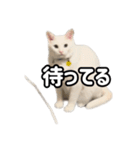 ズボラ主婦家のニャンズ（個別スタンプ：8）