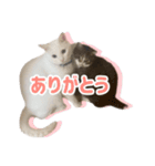 ズボラ主婦家のニャンズ（個別スタンプ：10）