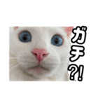 ズボラ主婦家のニャンズ（個別スタンプ：11）