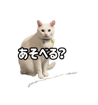 ズボラ主婦家のニャンズ（個別スタンプ：14）