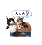 沙羅のニャンコな日々（個別スタンプ：4）