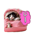 沙羅のニャンコな日々（個別スタンプ：5）
