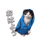 沙羅のニャンコな日々（個別スタンプ：6）