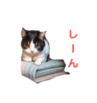沙羅のニャンコな日々（個別スタンプ：7）