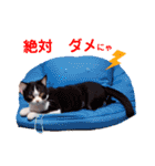 沙羅のニャンコな日々（個別スタンプ：13）
