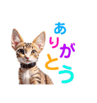 沙羅のニャンコな日々（個別スタンプ：15）