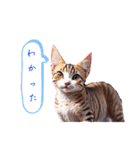 沙羅のニャンコな日々（個別スタンプ：24）
