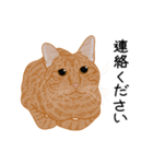 ひねもす茶とらねこ7（個別スタンプ：25）