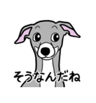 1年中使えるイタグレ達のスタンプ（個別スタンプ：26）