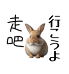 【日本語 / 中国語 】アニマルバイリンガル（個別スタンプ：19）
