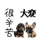 【日本語 / 中国語 】アニマルバイリンガル（個別スタンプ：20）