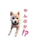 沙羅の柴犬かわゆいスタンプ（個別スタンプ：19）