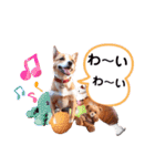 沙羅の柴犬かわゆいスタンプ（個別スタンプ：31）