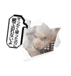 ㊚＆㊛❤クレオ君とマリーちゃん（個別スタンプ：37）