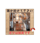 ㊚＆㊛❤クレオ君とマリーちゃん（個別スタンプ：39）