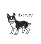 犬の種類（個別スタンプ：6）