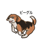 犬の種類（個別スタンプ：19）