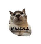 ハクにゃん︎︎^_^（個別スタンプ：1）