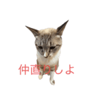 ハクにゃん︎︎^_^（個別スタンプ：2）