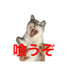 ハクにゃん︎︎^_^（個別スタンプ：9）