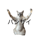 ハクにゃん︎︎^_^（個別スタンプ：10）