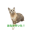 ハクにゃん︎︎^_^（個別スタンプ：11）