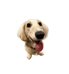 ダッシュくん(犬)（個別スタンプ：1）