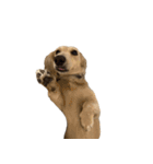 ダッシュくん(犬)（個別スタンプ：2）