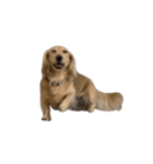 ダッシュくん(犬)（個別スタンプ：3）
