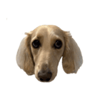 ダッシュくん(犬)（個別スタンプ：4）