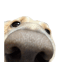 ダッシュくん(犬)（個別スタンプ：5）