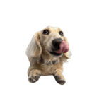ダッシュくん(犬)（個別スタンプ：6）