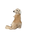 ダッシュくん(犬)（個別スタンプ：9）