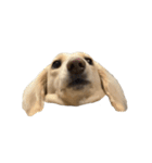 ダッシュくん(犬)（個別スタンプ：10）
