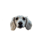 ダッシュくん(犬)（個別スタンプ：15）